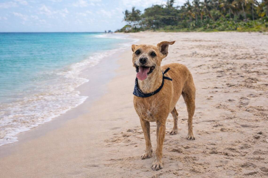 Pet-friendly-beaches-near-Playa-del-Carmen